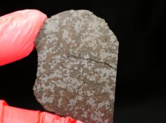 NWA 11639 (14.19 gram)